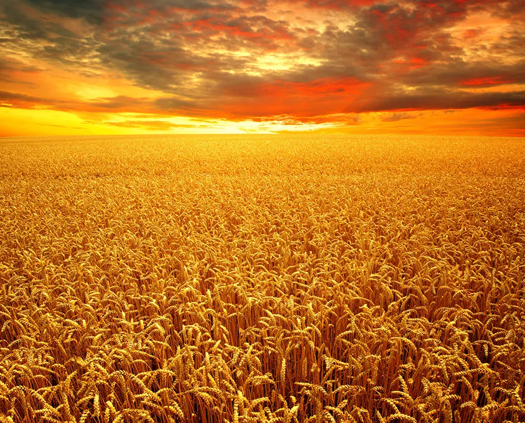 Фотография продукта Зерно пшеницы 3 класса оптом