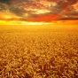 зерно пшеницы 3 класса оптом в Омске