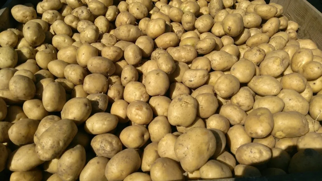 Фотография продукта Семенной картофель Коломбо оптом