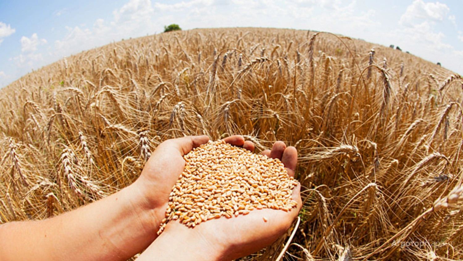 фотография продукта Пшеница мягкая оптом на экспорт