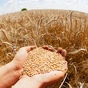 пшеница мягкая оптом на экспорт в Казахстане