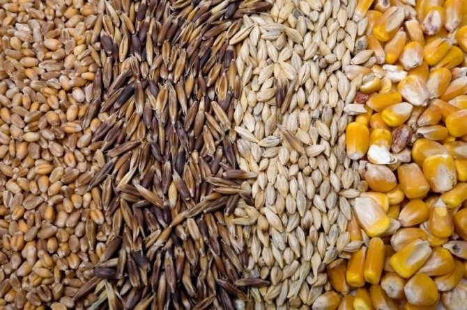 фотография продукта Продаем пшеницу, овес, кукурузу, ячмень