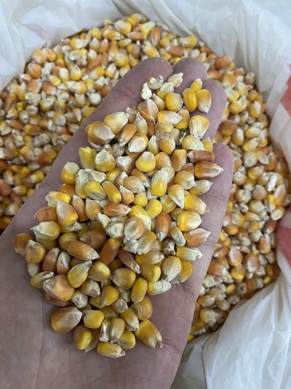 фотография продукта Кукуруза новый урожай