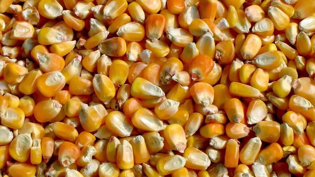 фотография продукта Кукуруза 15000 тонн