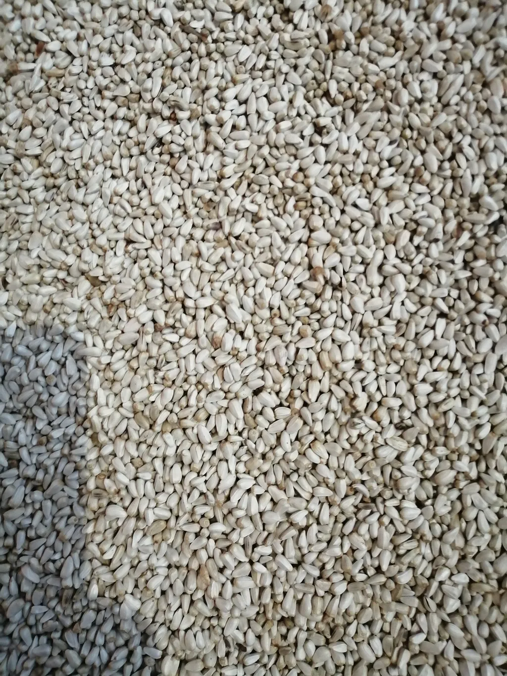 фотография продукта Семена проса, ячменя, сафлора, пшеницы 