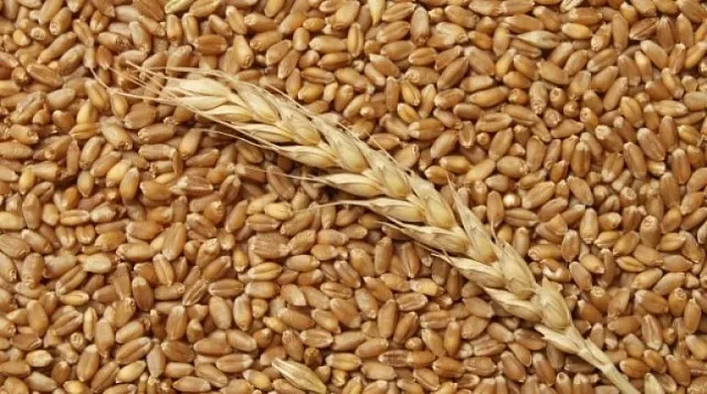фотография продукта Пшеница 3 класс, кл.30 + из Казахстана