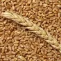 пшеница 3 класс, кл.30 + из Казахстана в Казахстане