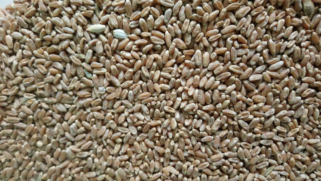 Фотография продукта Пшеница 3 кл 13 тыс.т
