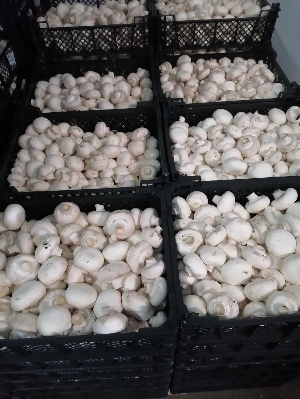 грибы шампиньоны свежие в Казани