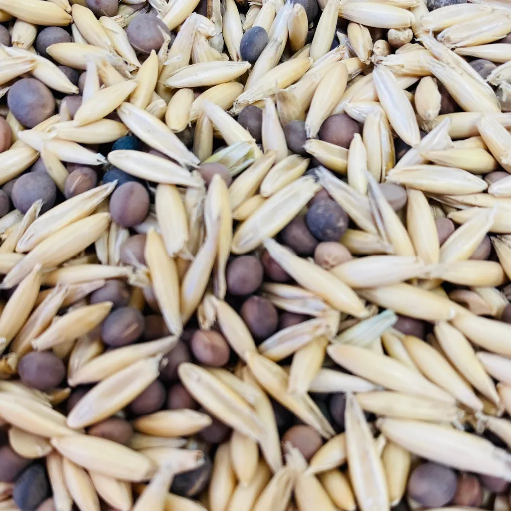 Фотография продукта Семена вико-овсяной смеси