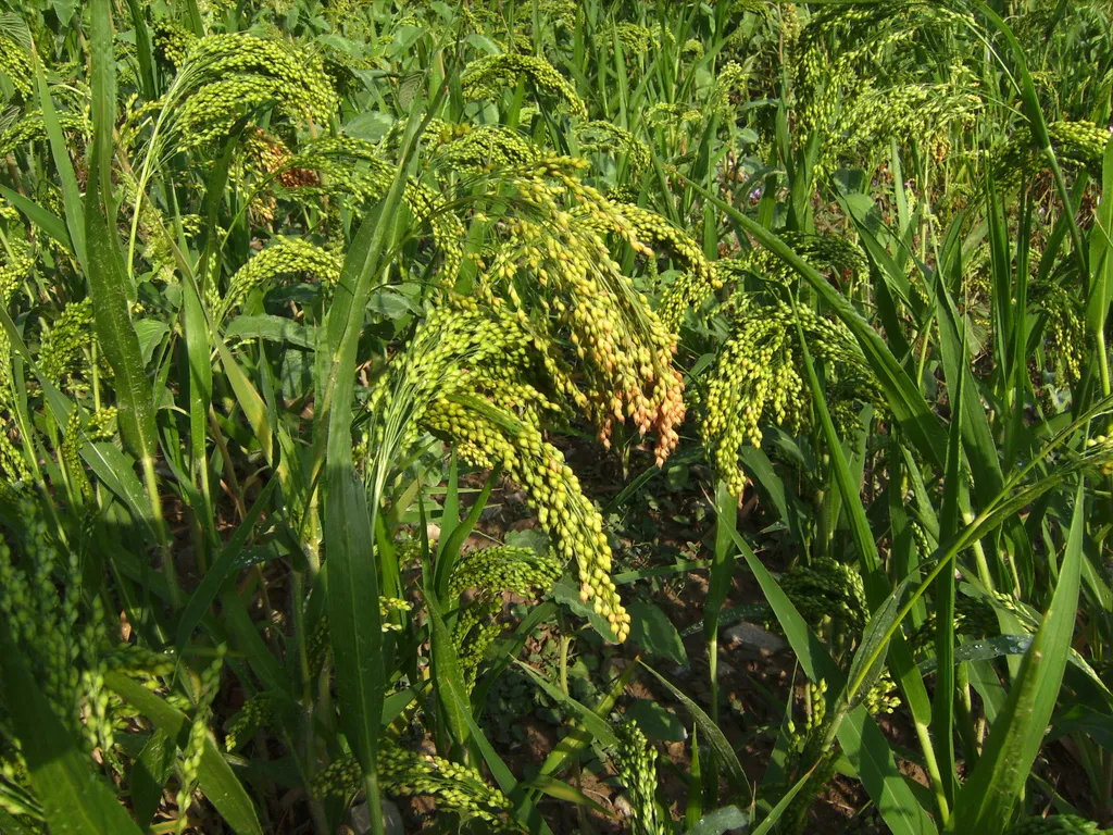 фотография продукта Семена суданской травы Камышинская-51