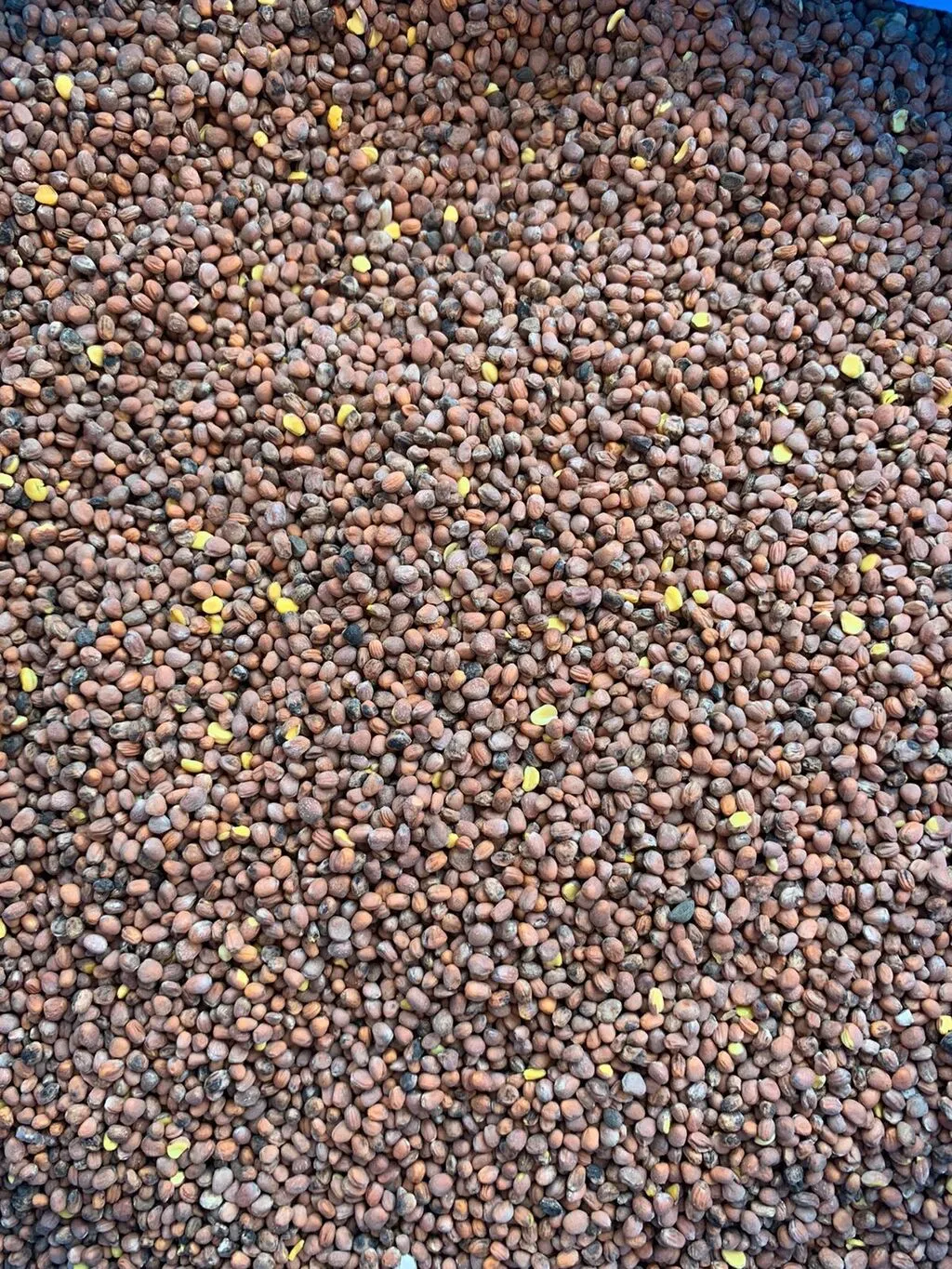 фотография продукта Продаю семена редьки масличной