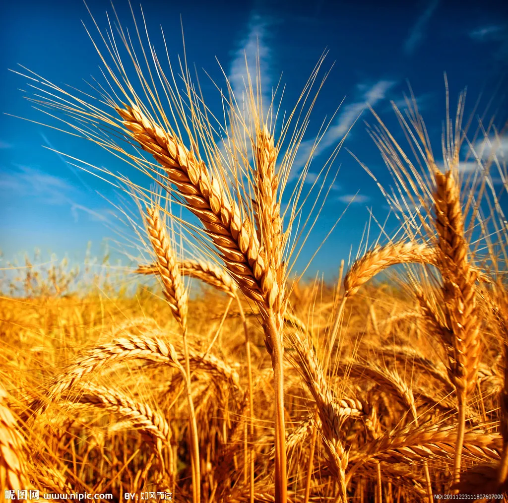 фотография продукта Пшеницу 3, 4, 5 классы.