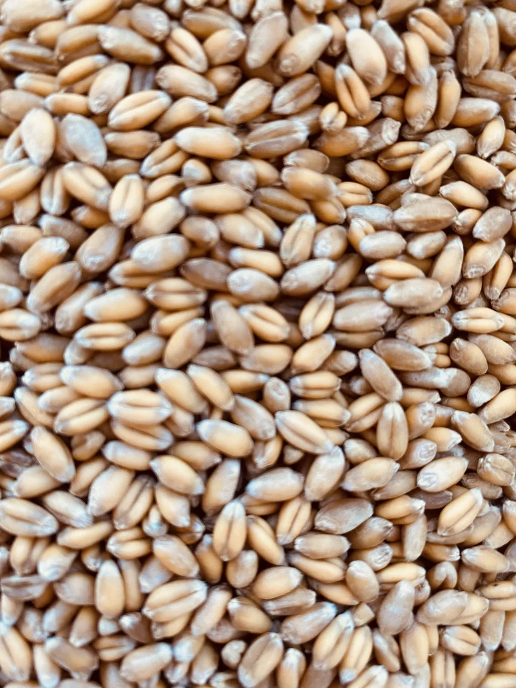 Фотография продукта Озимая пшеница урожай 2023 