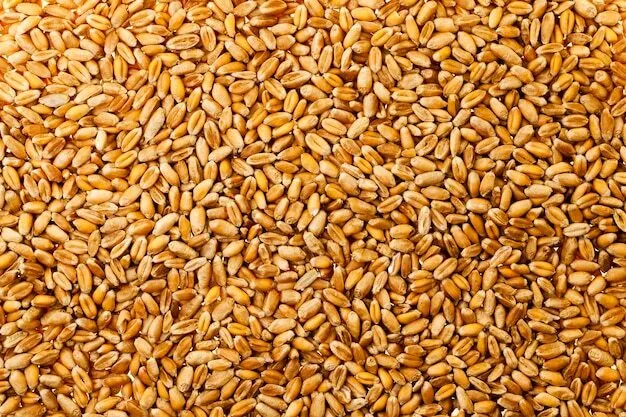 пшеница в Казахстане