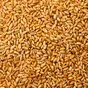 пшеница в Казахстане