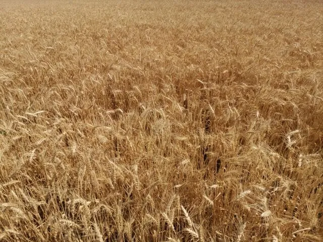 Фотография продукта Пшеница озимая Левобережная 3
