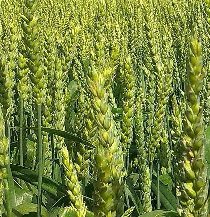 Фотография продукта Пшеница озимая сорт Новоершовская 