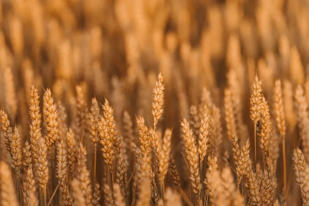 фотография продукта Семена оз пшеницы безостая-100