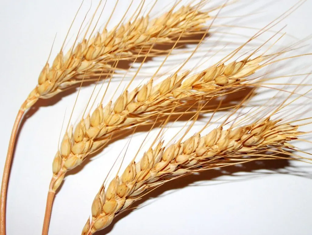 фотография продукта Семена оз пшеницы Граф, Стиль-18, Таня