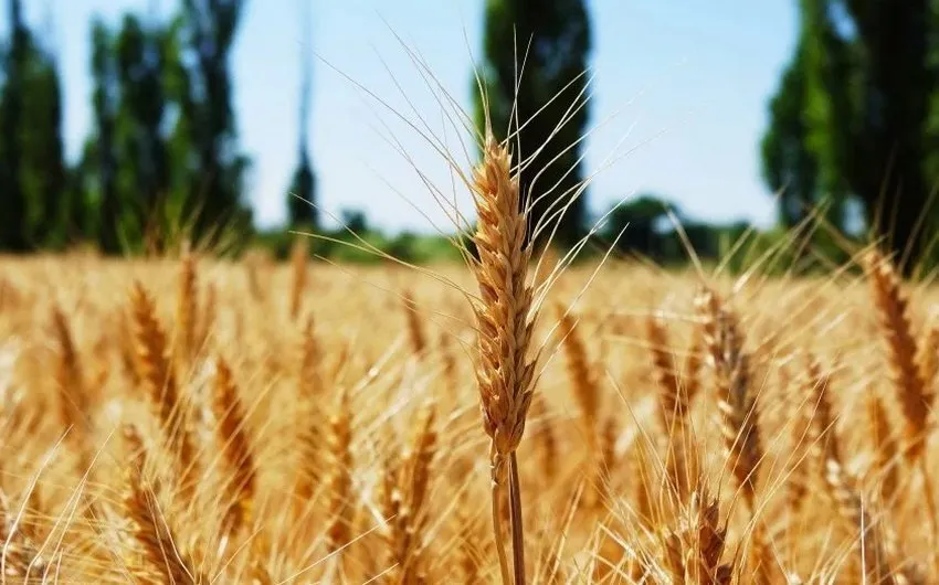 фотография продукта Семена оз пшеницы Гомер, Гурт, Шарм, Юка