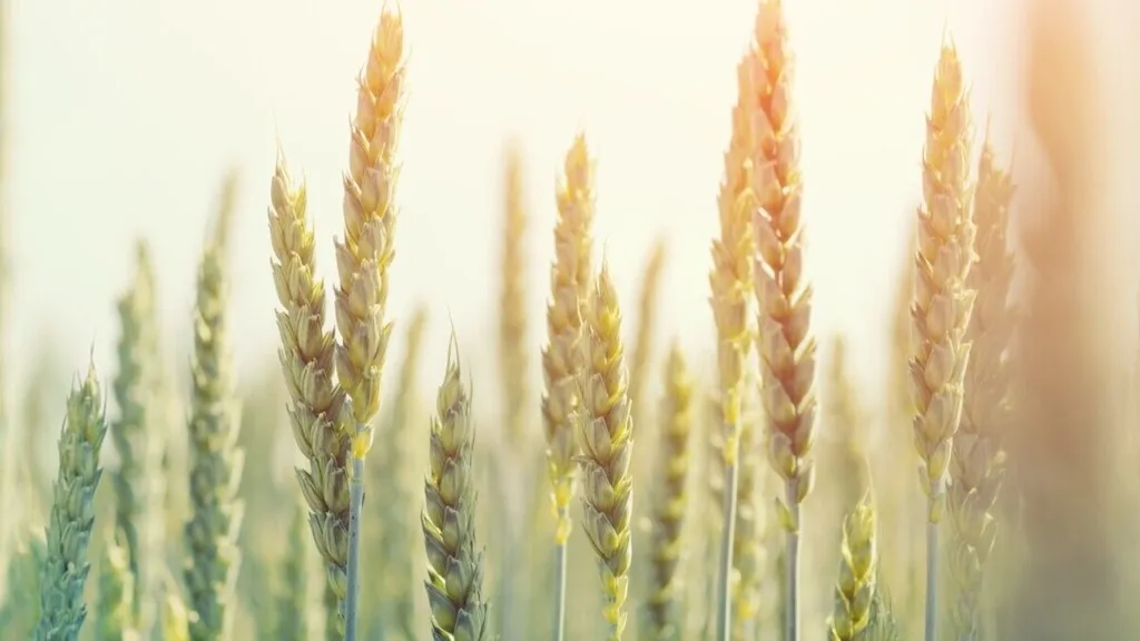 фотография продукта Семена оз пшеницы Тимирязевка-150, Таня