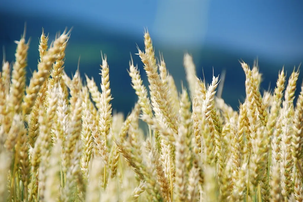 фотография продукта Семена озимой пшеницы Безостая-100