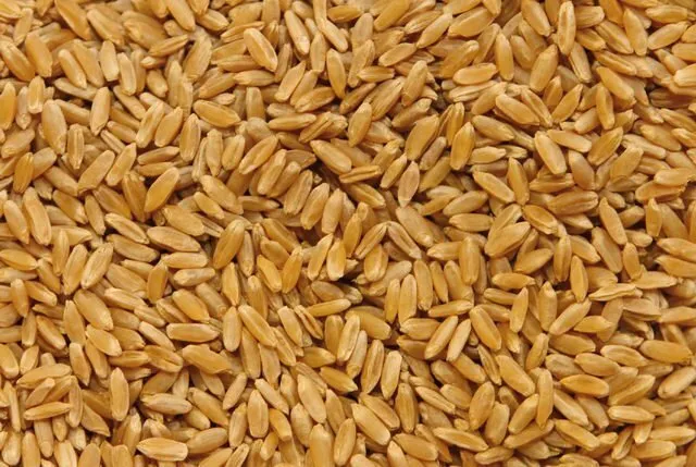 фотография продукта Твердая яровая пшеница