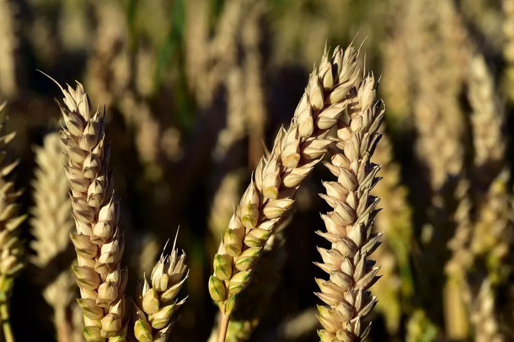 фотография продукта Семена озимой пшеницы Тимирязевка-150