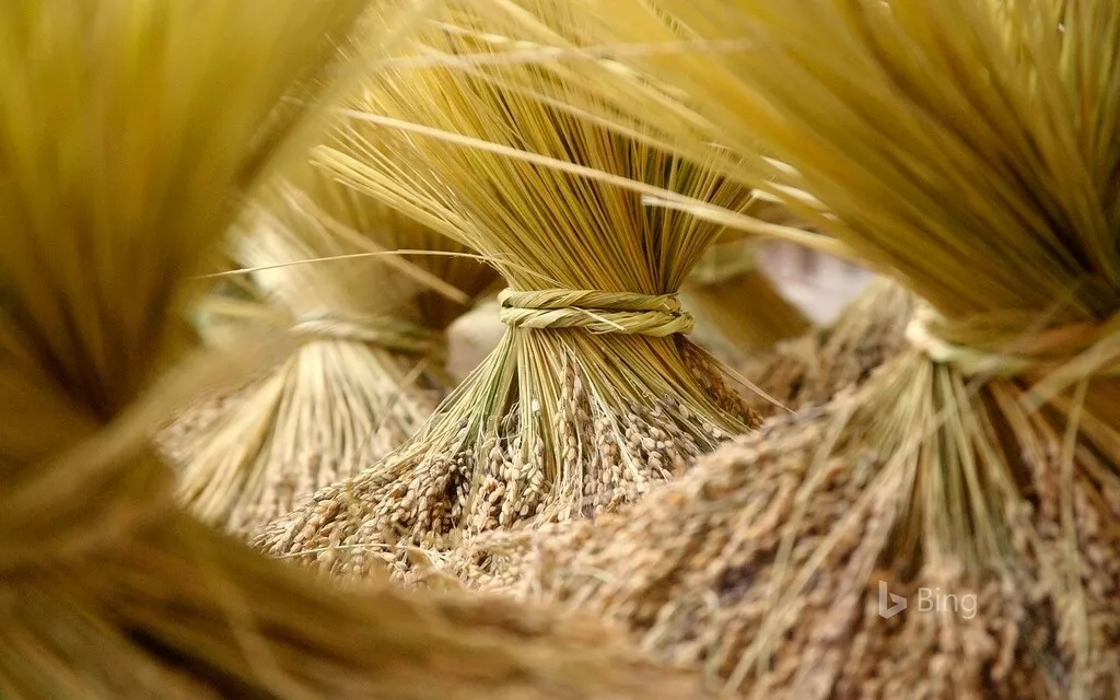 фотография продукта Семена озимой пшеницы Шарм