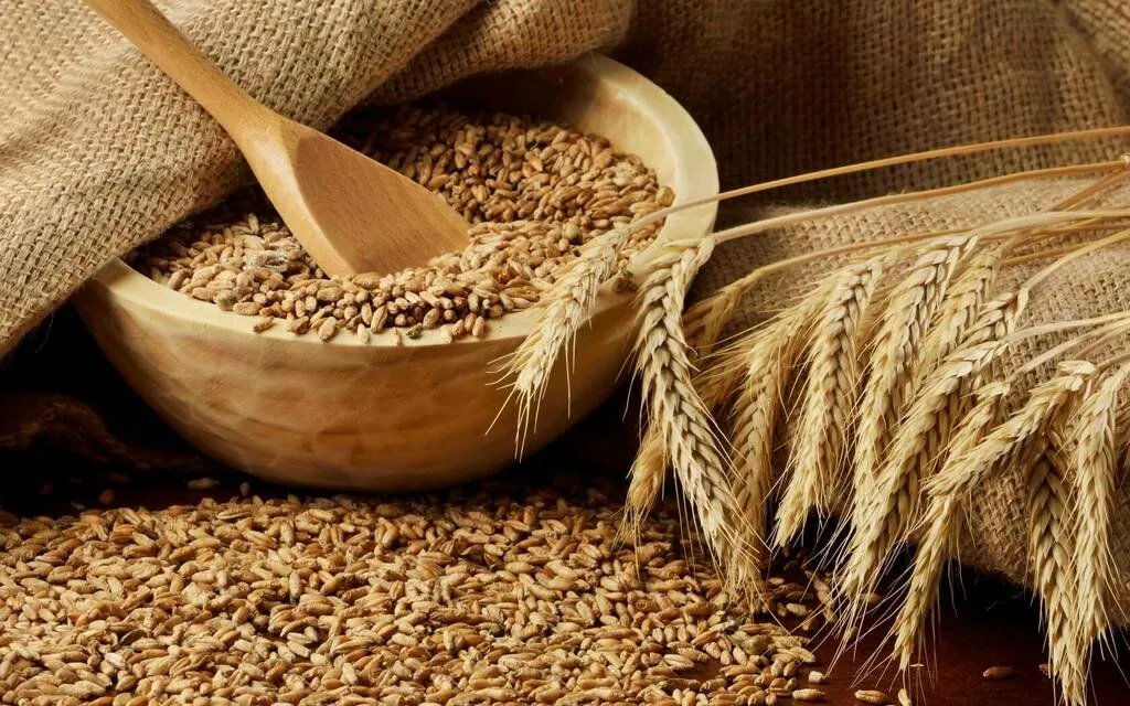 фотография продукта Пшеница органическая 