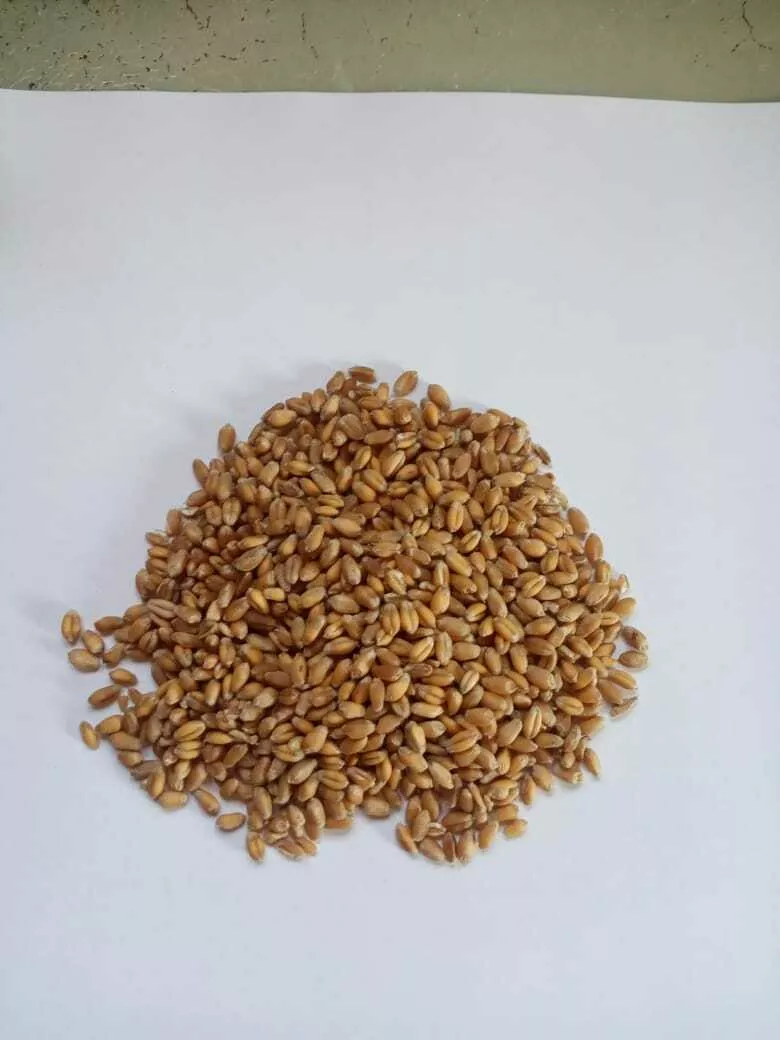 фотография продукта пшеница урожай 2022