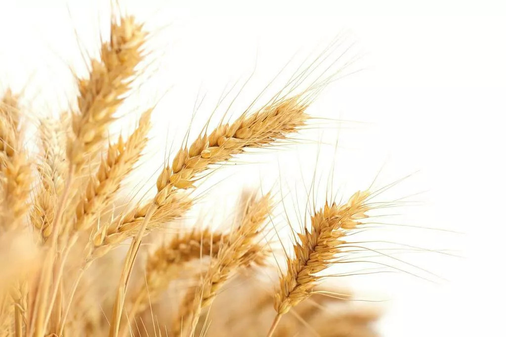 Фотография продукта Семена пшеницы яровой мягкой