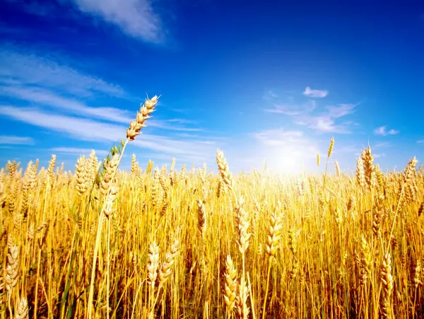 фотография продукта Семена озимой пшеницы- переходящий фонд