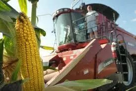 Фотография продукта Семена кукурузы- краснодарский, росс