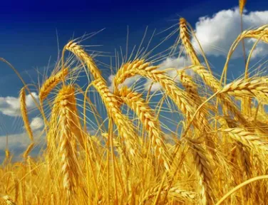 фотография продукта Пшеница оптом