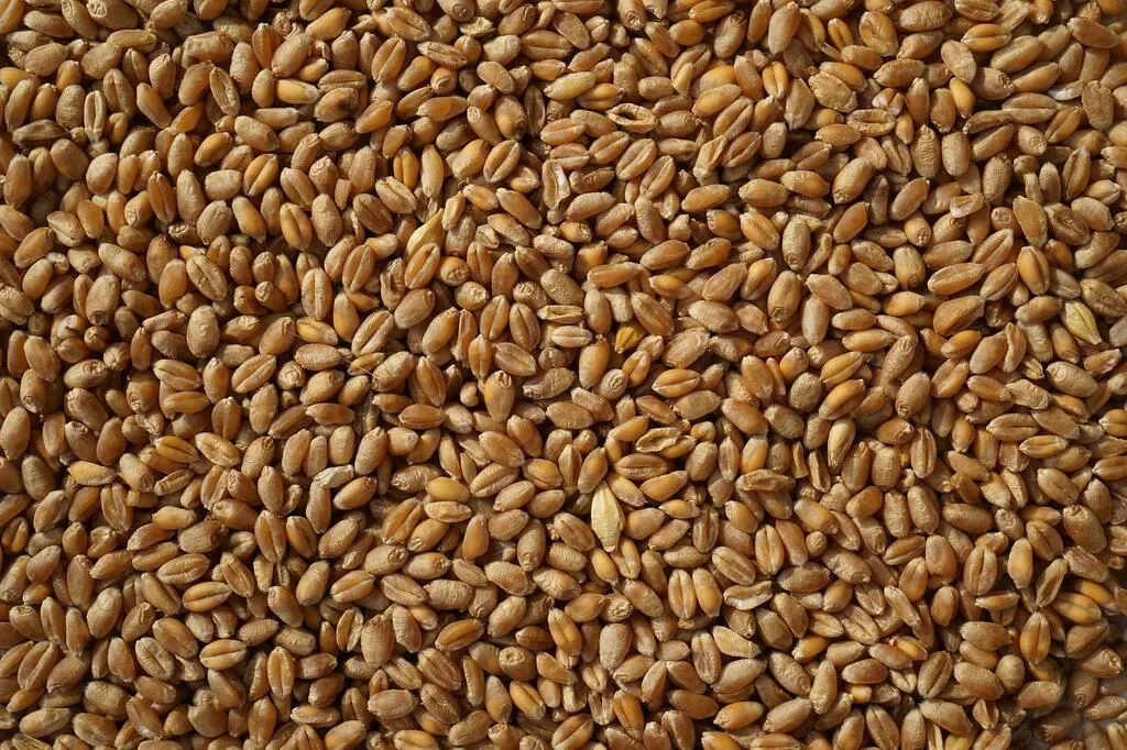фотография продукта Пшеница 