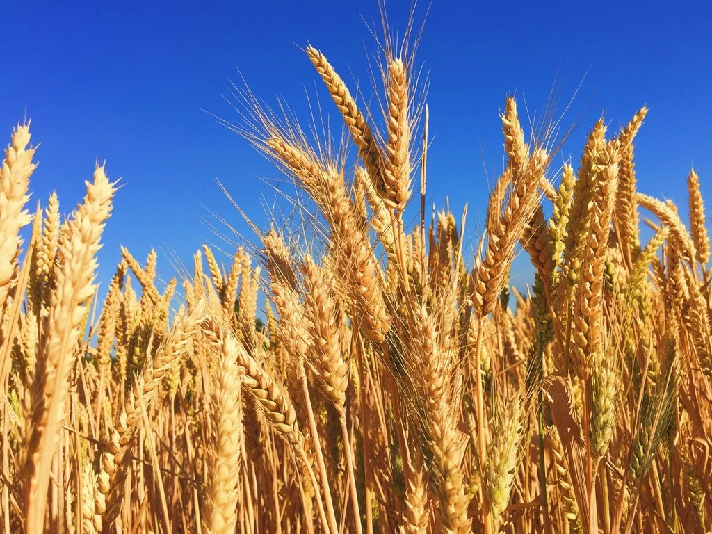 яровая пшеница одета рс1 в Белгороде и Белгородской области