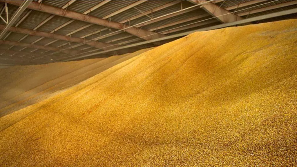 фотография продукта Кукуруза на экспорт 
