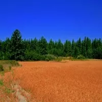 рожь 1,2 класса в Самаре и Самарской области