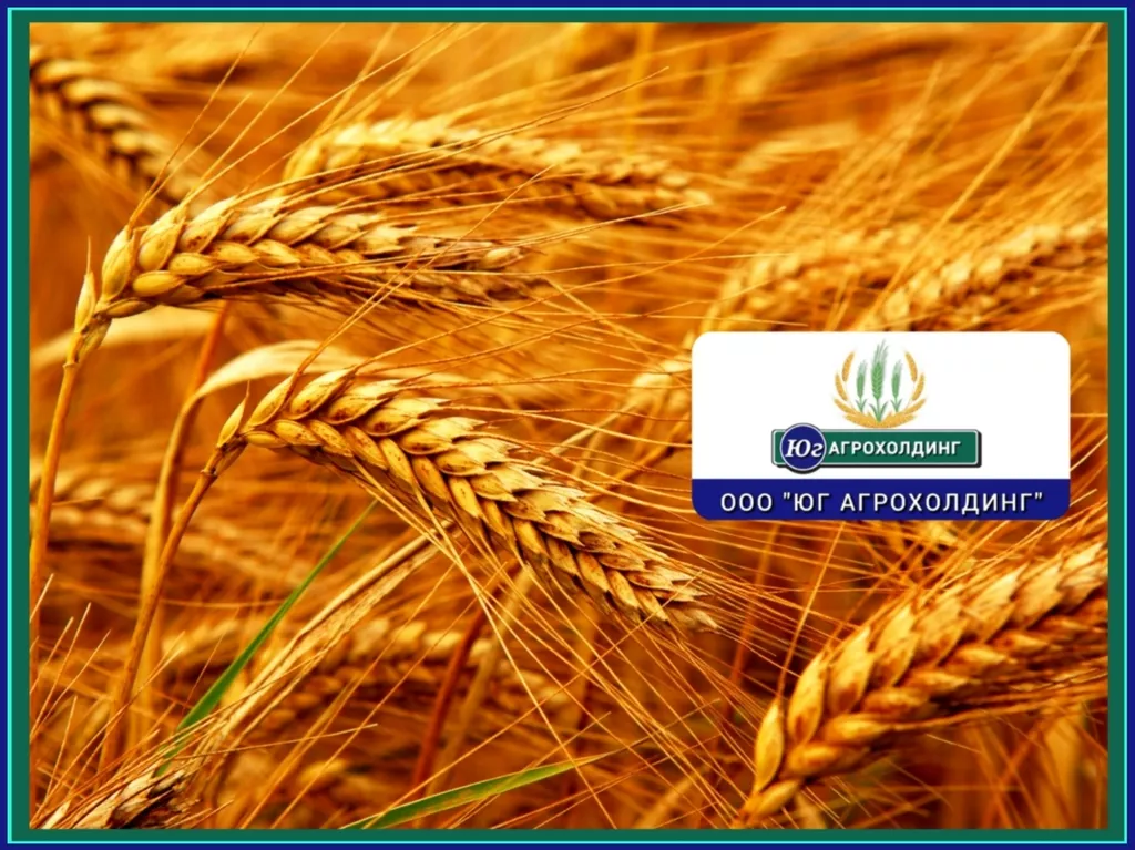 фотография продукта Закупаем пшеницу 3,4,5 класс. от 500 тн.