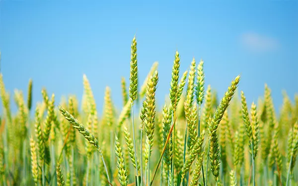 Фотография продукта Пшеница озимая торрилд 
