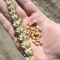 озимую пшеницу эмиль (немецкая селекция) в Республике Беларусь