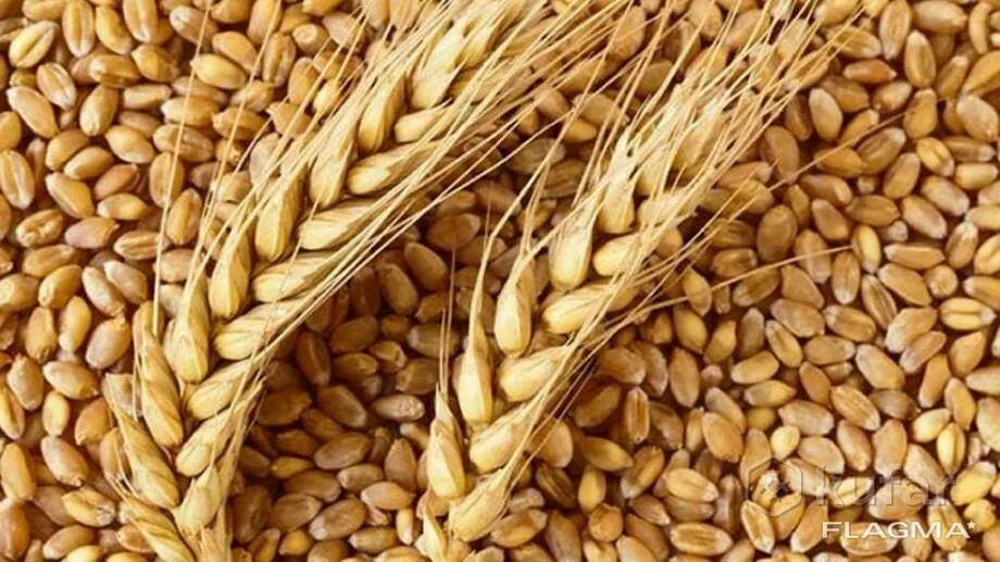 озимые семена пшеницы(импортные селекции в Республике Беларусь 2