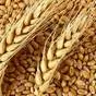 озимые семена пшеницы(импортные селекции в Республике Беларусь 2