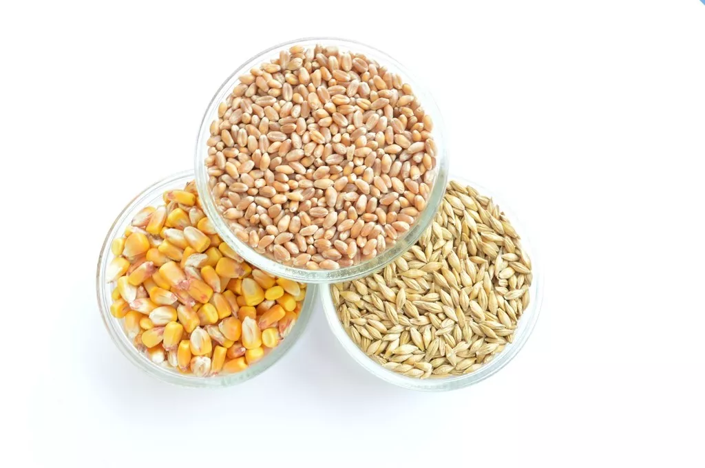 фотография продукта Пшеница фуражная в мешках