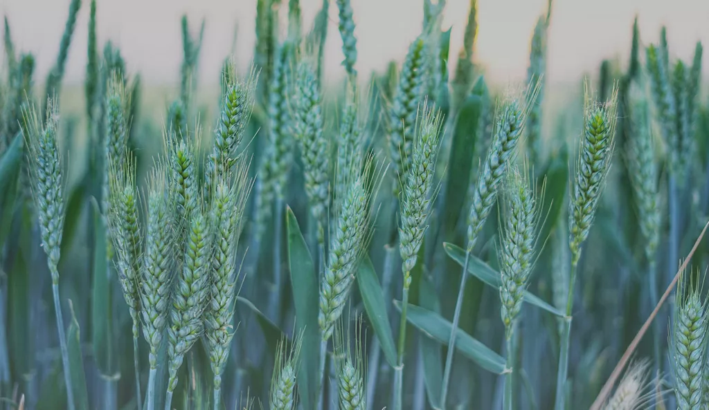 фотография продукта Семена оз пшеницы классика, стиль-18
