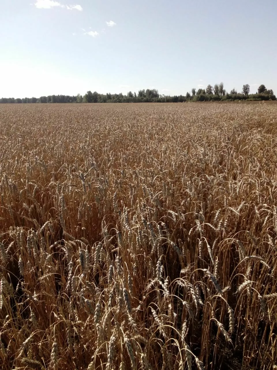 фотография продукта Семена пшеницы сорт "омская 36" элита