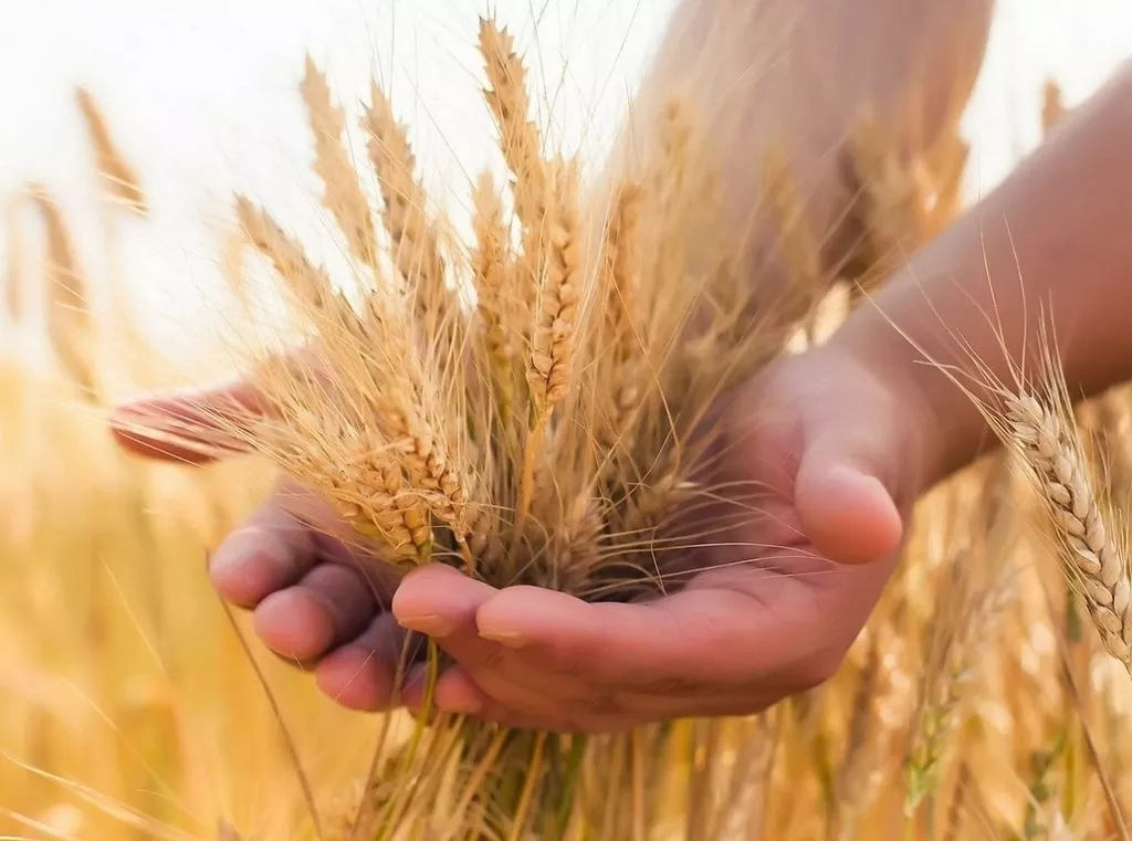 фотография продукта Семена пшеницы, подсолнечника, трав, сзр