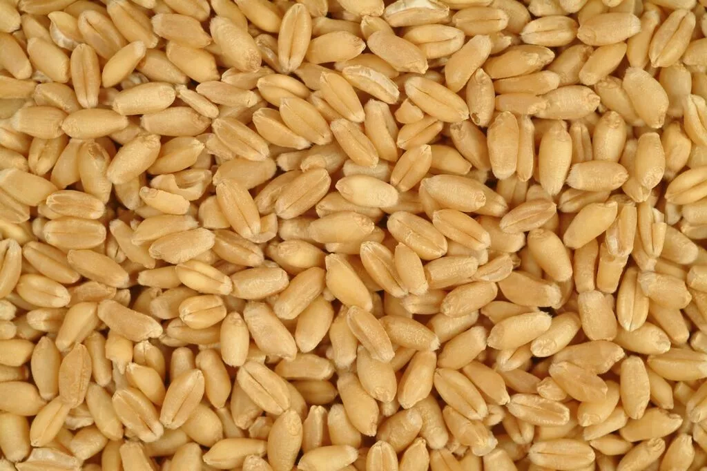фотография продукта Семена пшеницы яровой мягкой "торридон"